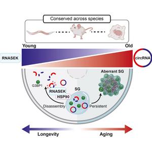 Longevity mediated by suppressing age-associated circRNA​