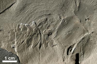 Getting to Know a Cambrian Superpredator (2 of 3)