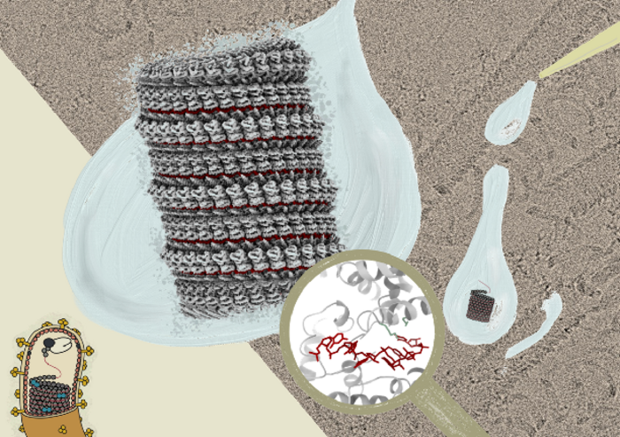 Marburg virus nucleoprotein–RNA complex formation