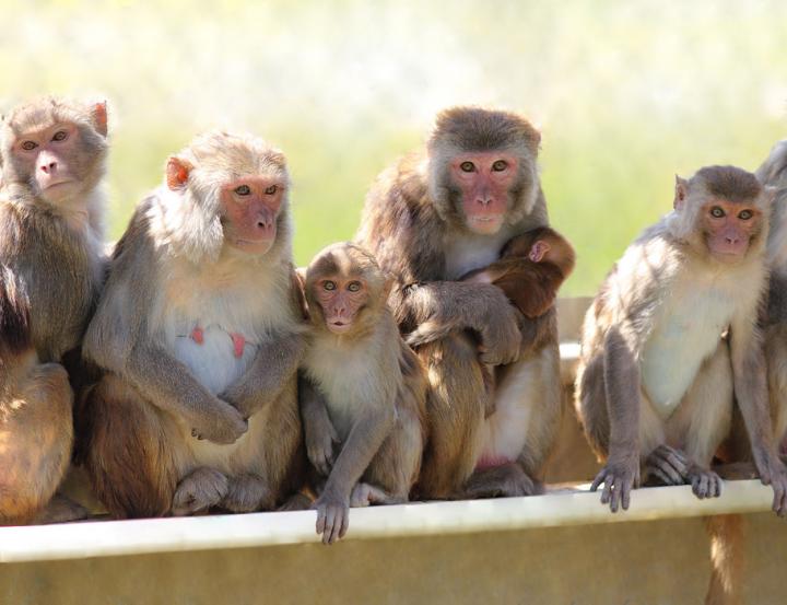Colony Management