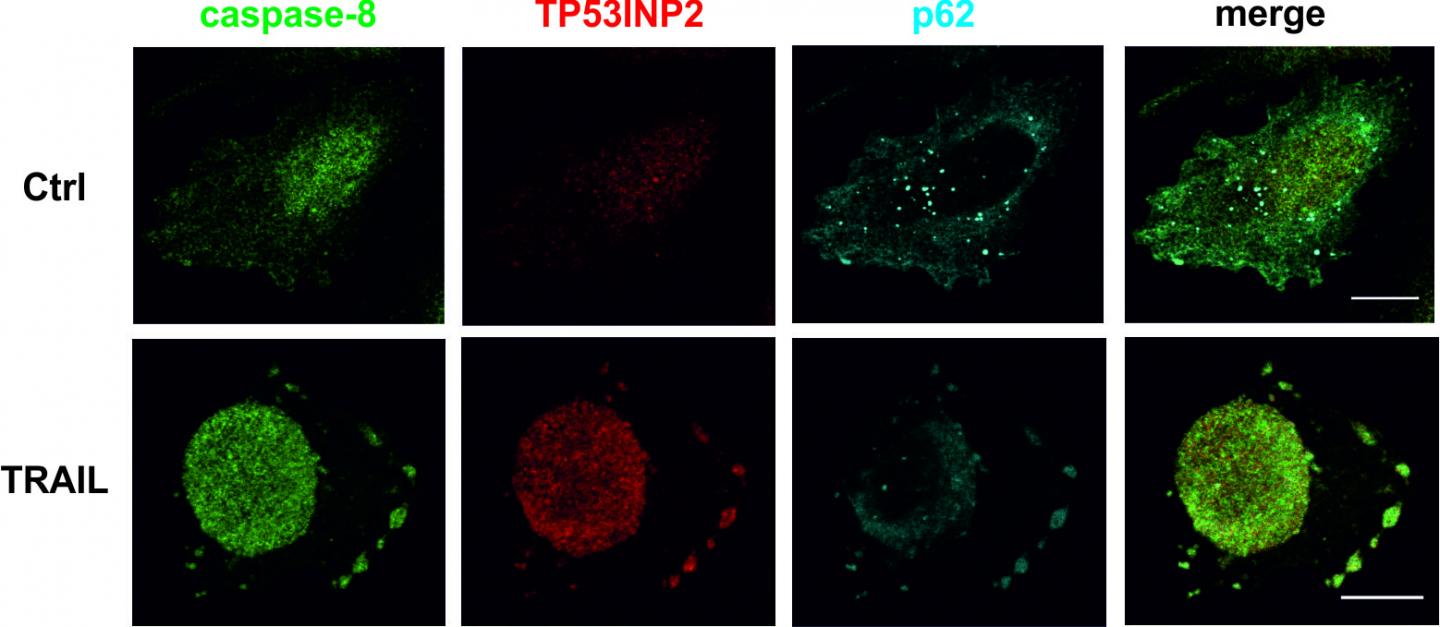 Proteins Involved in Apoptosis