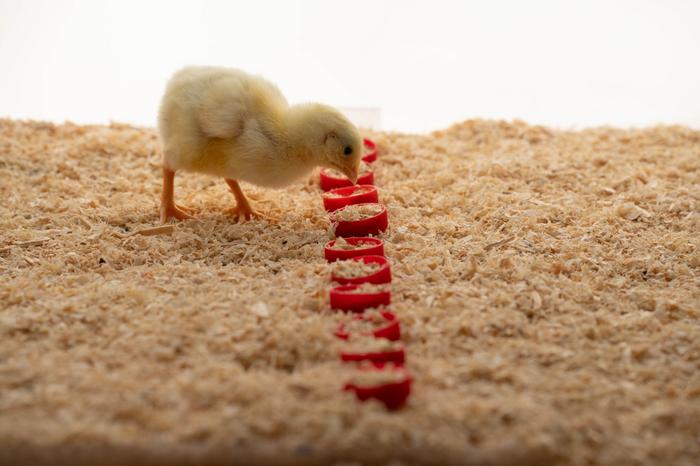Chick locating food