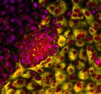 Stem Cell Endoderm