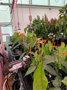 Young cacao trees in the lab