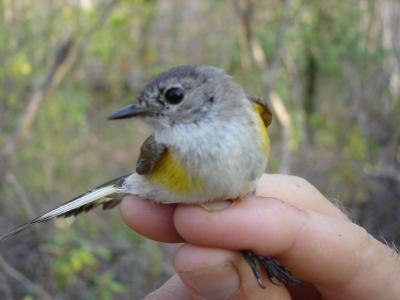 American Redstart