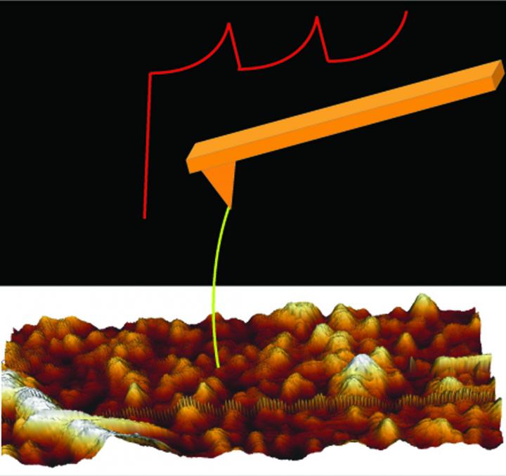 Cell Membrane