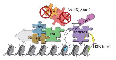 Context-dependent Function of COMPASS
