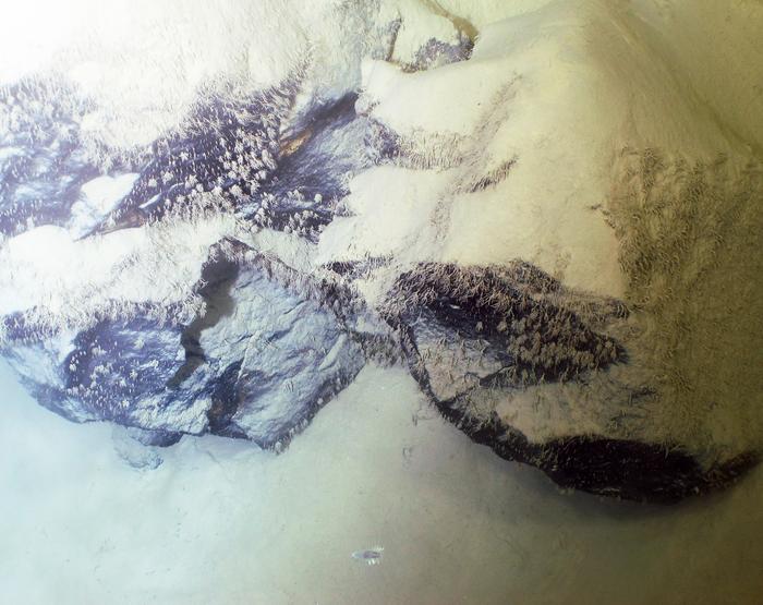 Aagglutinated foraminiferans from the Scholl Deep, Kermadec Trench, 9981m
