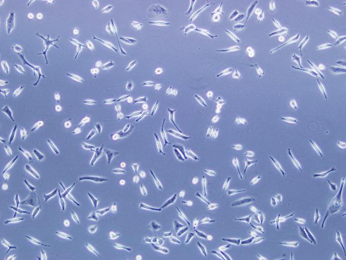 Low Density Cells