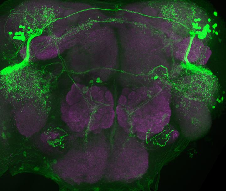 Small Changes in Brain Wiring Can Affect Behavior