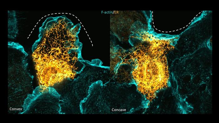 Endoplasmic reticulum (ER) in the cells migrating at different curvatures