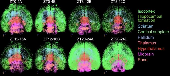 Microscopy images showing how mouse brain activity changes throughout the day