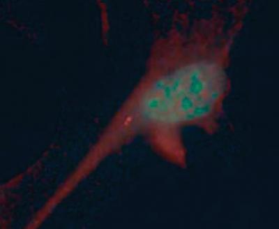 Cilia