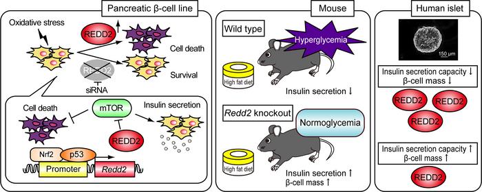 How oxidative stress triggers REDD2 and harms insulin-producing cells