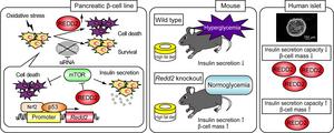 How oxidative stress triggers REDD2 and harms insulin-producing cells