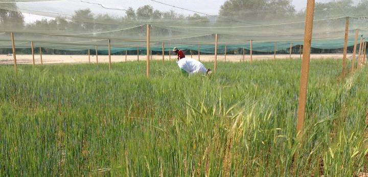 Barley Trials