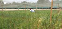 Barley Trials