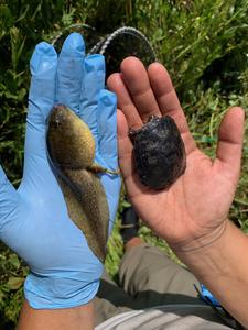 Bullfrog tadpole next to turtle hatchling