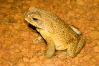 A Male Cane Toad