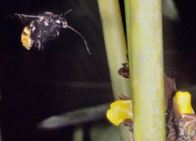 Orchid bee <i>Eulaema</i>