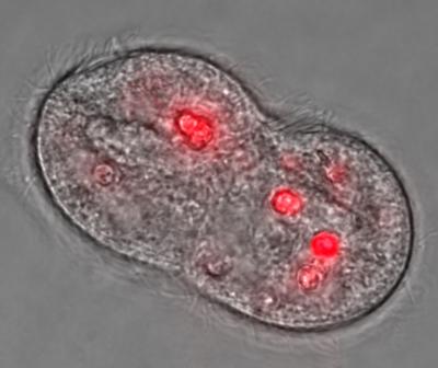 Research Measures Movement of Nanomaterials in Simple Model Food Chain (a)