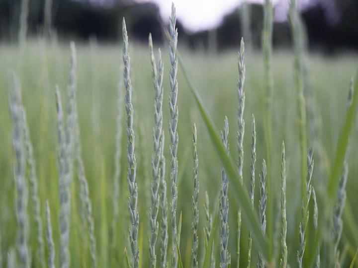 Spikes