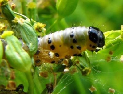 Parsnip Webworm