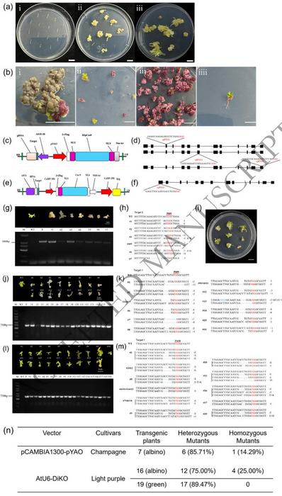 Through CRISPR/Cas9-mediated knockout of the EgPDS in Eustoma grandiflorum.