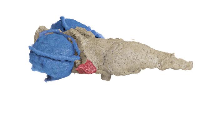 Reconstruction of the brain of Tametara mirim