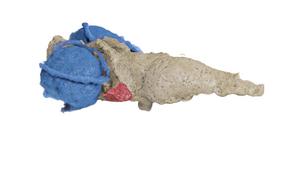 Reconstruction of the brain of Tametara mirim