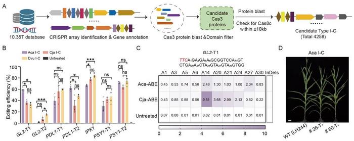 Researchers develop two novel Type I-C CRISPR systems, Aca I-C and Cja I-C, enabling efficient large-fragment genome deletions and Type I-C-based adenine base editing in maize.