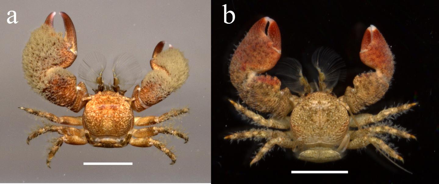 <i>Pachycheles tuerkayi</i> (1 of 2)