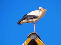 Storks on the Wing