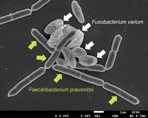 Two bacteria directly interacting