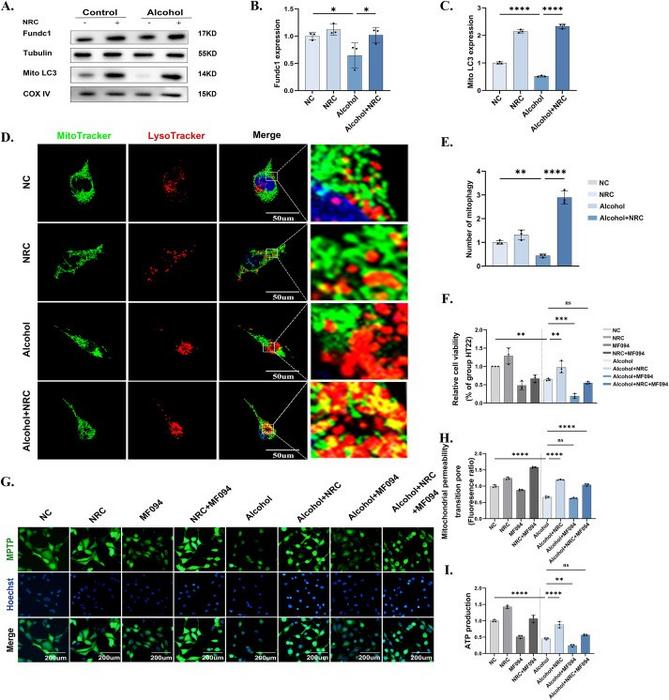 Nicotinamide riboside chloride (NRC) restored mitochondrial function through mitophagy.