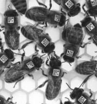 Individually coded honey bee workers