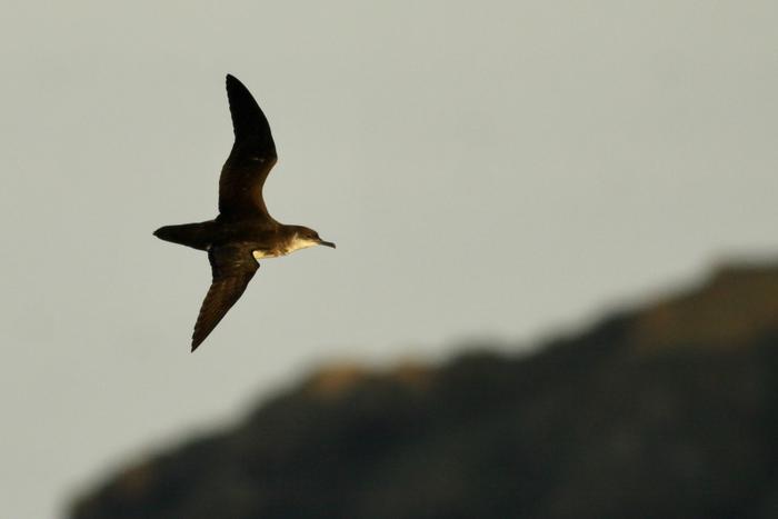 Manx shearwater 3