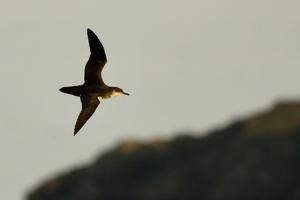 Manx shearwater 3