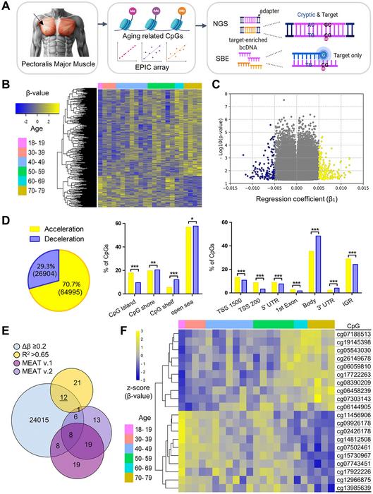 Epigenetic aging signatures and age prediction in human skeletal muscle