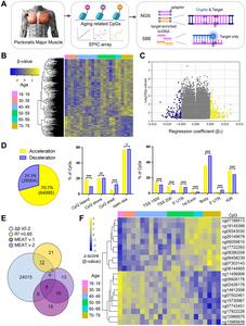 Epigenetic aging signatures and age prediction in human skeletal muscle
