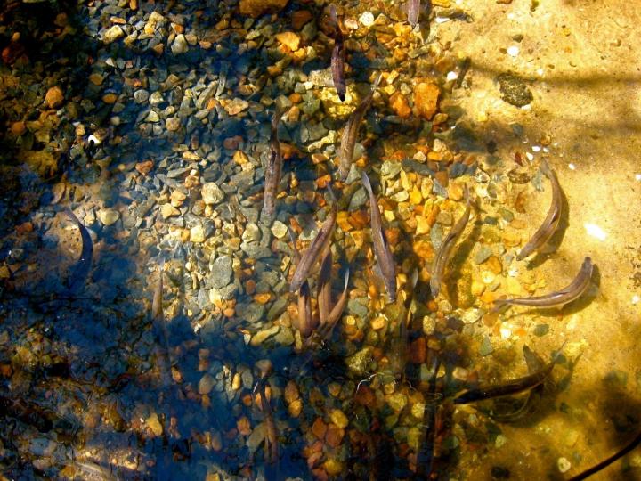 Alewife During Seasonal Migration