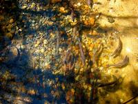 Alewife During Seasonal Migration