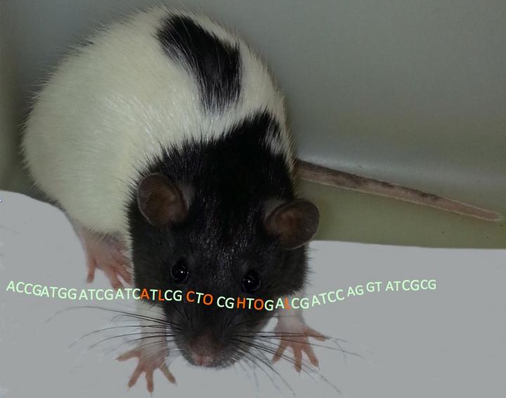 Rats with Drinking Problem Provide Genetic Basis for Alcoholism