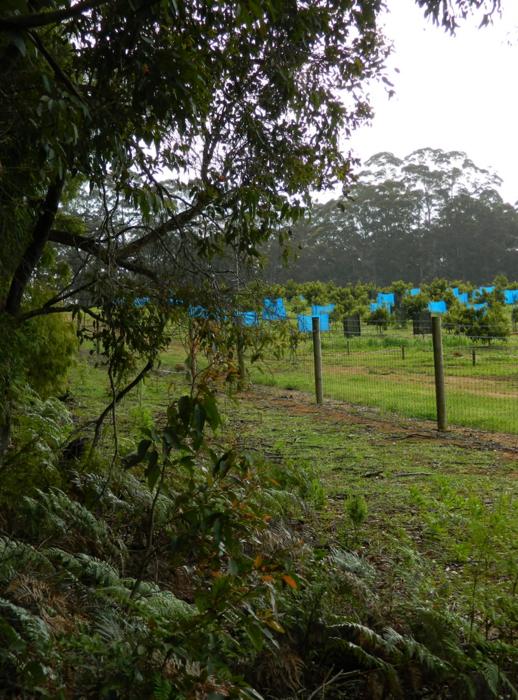 The Curtin research is showing the importance of adjacent native vegetation for providing diverse foraging resources for insects.
