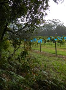 The Curtin research is showing the importance of adjacent native vegetation for providing diverse foraging resources for insects.