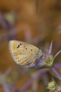 Polyommatus atlantica_2_Roger Vila