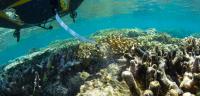 Delivering Coral Babies