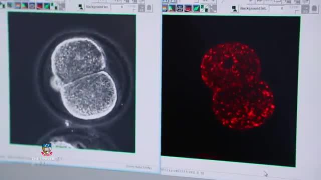 Taking Guesswork out of IVF Embryo Selection