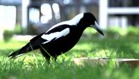 Australian Magpies