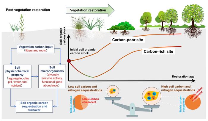 Divergent models of soil organic carbon sequestration related to vegetation restoration